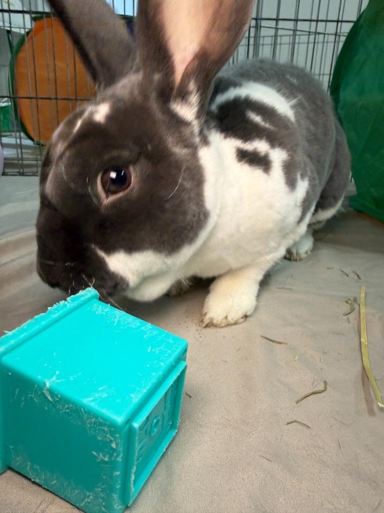 Bunjamin Franklin, a Adoptable Mini Rex in Pflugerville, TX image 5/6