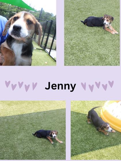Jenny, Adoptable, Puppy Female Mixed Breed & Mixed Breed.