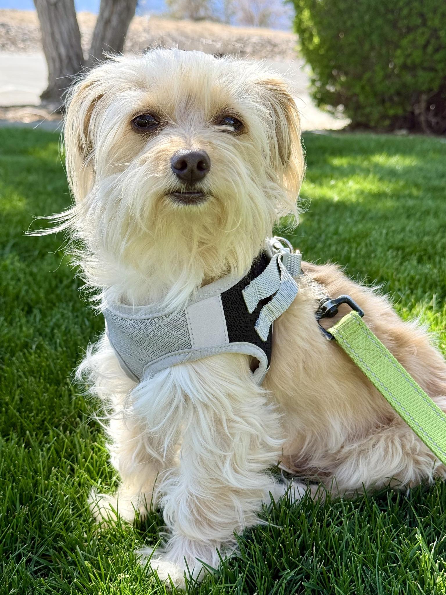 Enlarge Sancho, an adopted mixed breed in Gardnerville, NV image 1/1