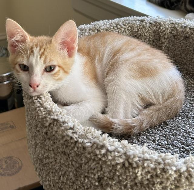 Declan, a ADOPTABLE Domestic Short Hair in Portland, OR image 4/5