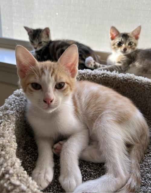 Declan, a ADOPTABLE Domestic Short Hair in Portland, OR image 5/5