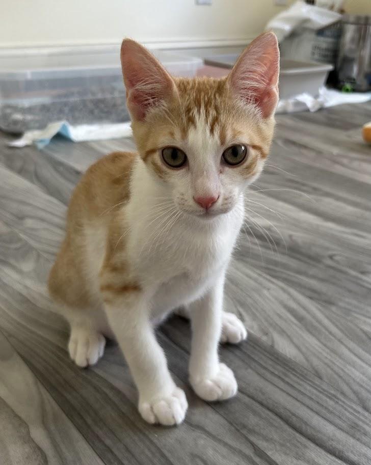 Declan, ADOPTABLE, Kitten Male Domestic Short Hair.
