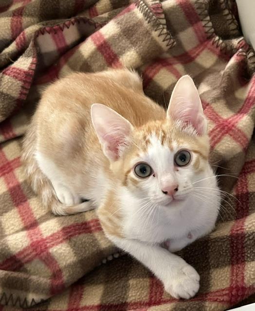 Declan, a ADOPTABLE Domestic Short Hair in Portland, OR image 2/5
