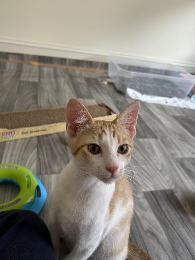 Declan, a ADOPTABLE Domestic Short Hair in Portland, OR image 3/5