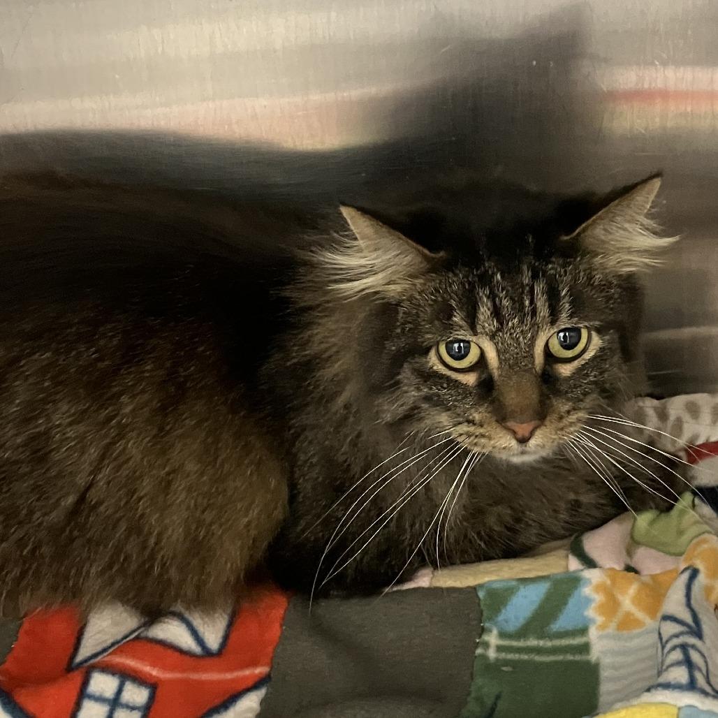 Enlarge Angus, a Adoptable Domestic Long Hair in Grand Rapids, MI image 1/1