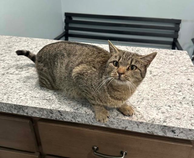 Rosanna, ADOPTABLE, Adult Female Domestic Short Hair.