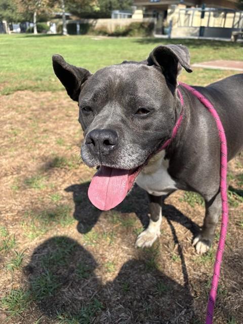 BETTY, Adoptable, Adult Female Pit Bull Terrier & Jack Russell Terrier.