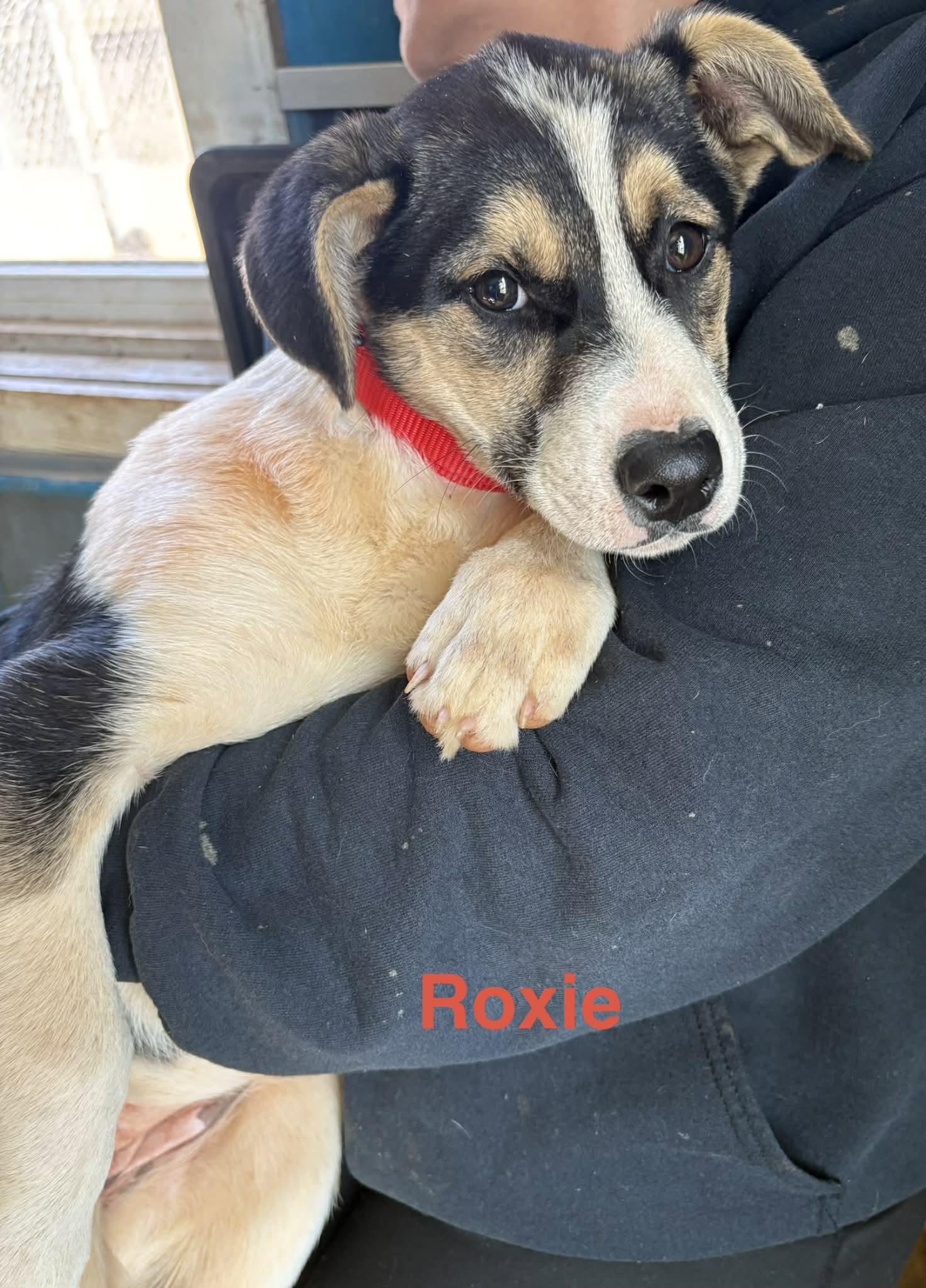 Roxie