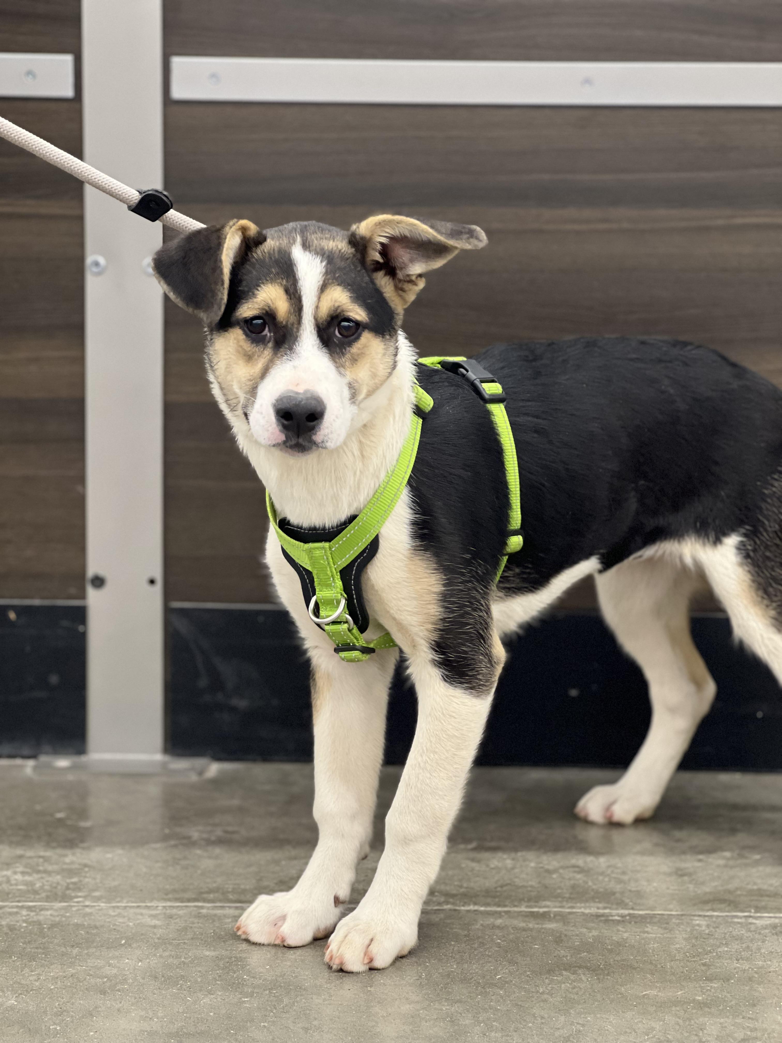 Roxie — thumbnail 2