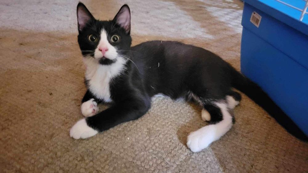 Mouth, Adoptable, Young Male Domestic Short Hair & Domestic Short Hair.