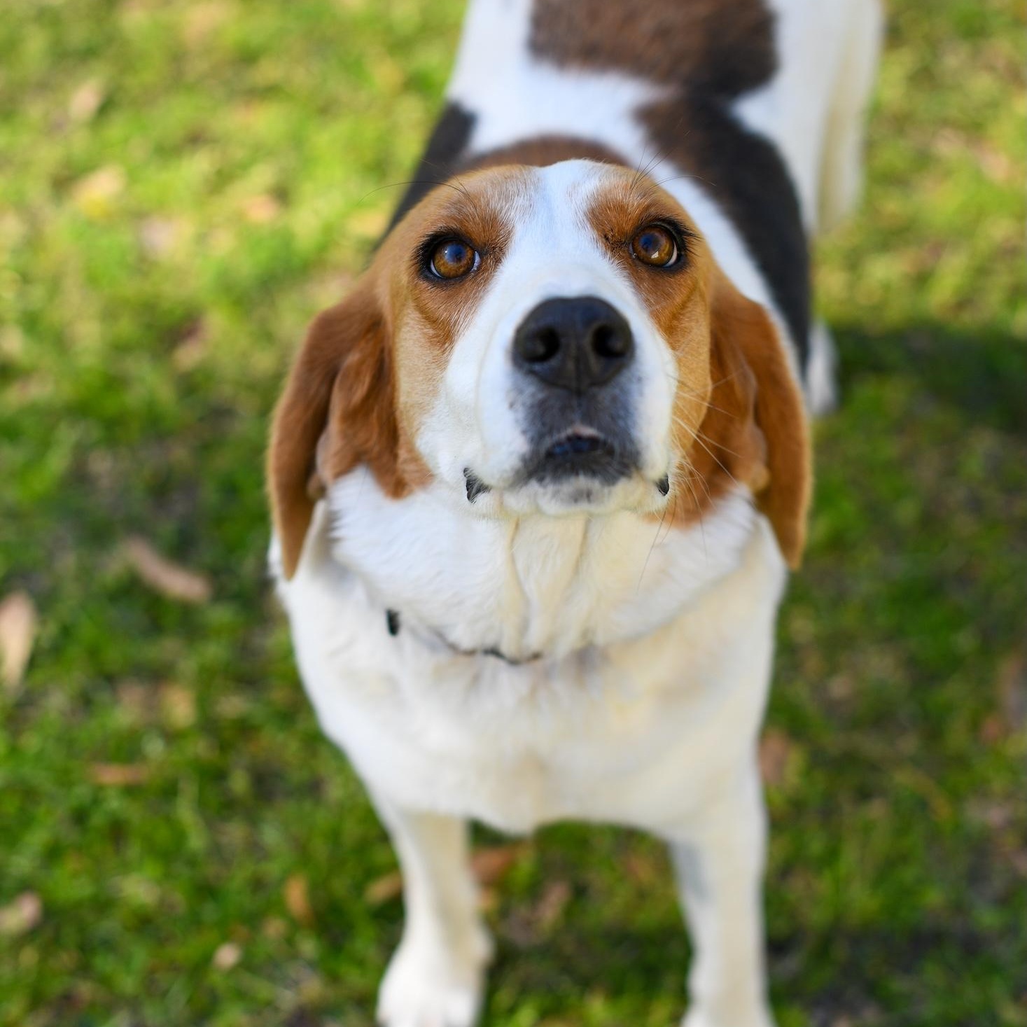 Sally (Available in Florida), a Adoptable mixed breed in BONIFAY, FL image 1/6