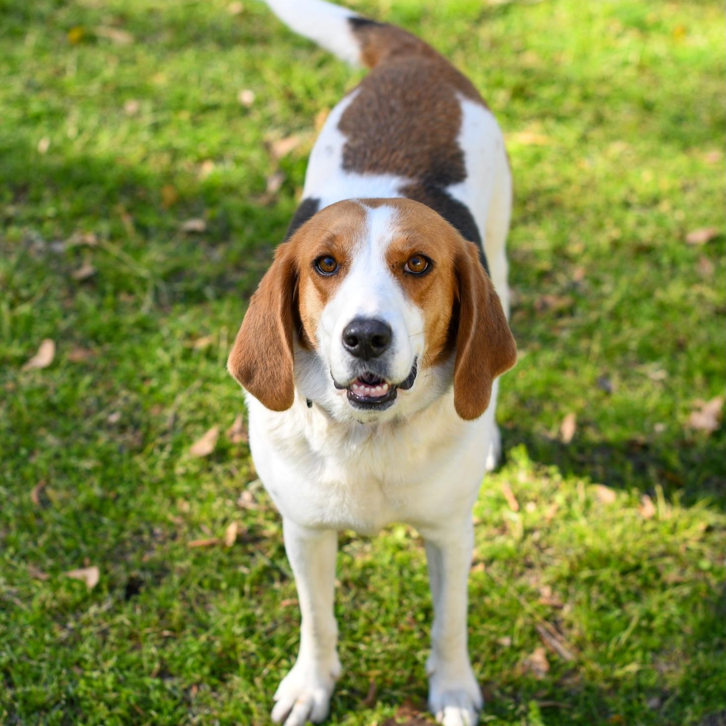 Sally (Available in Florida), a Adoptable mixed breed in BONIFAY, FL image 2/6