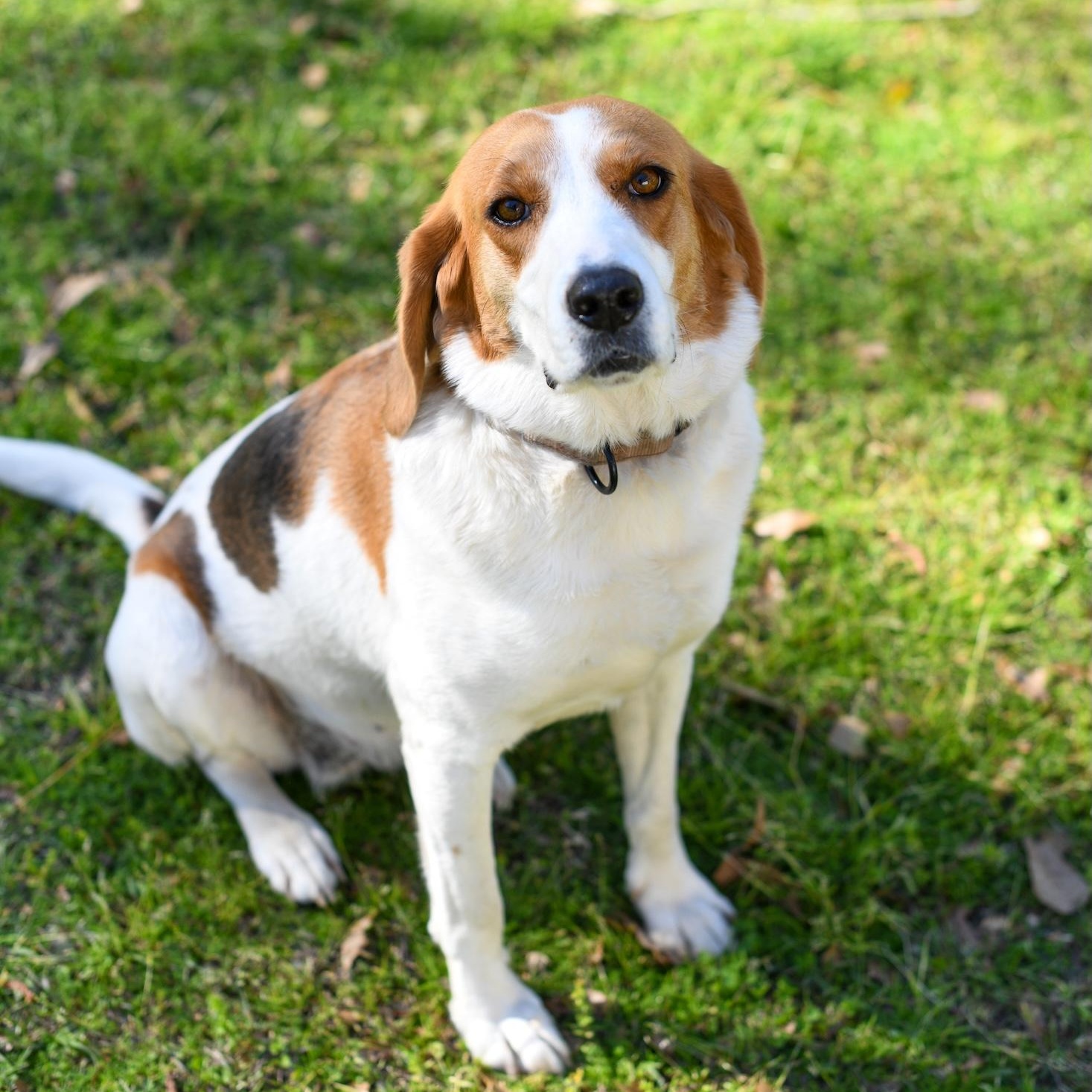 Sally (Available in Florida)