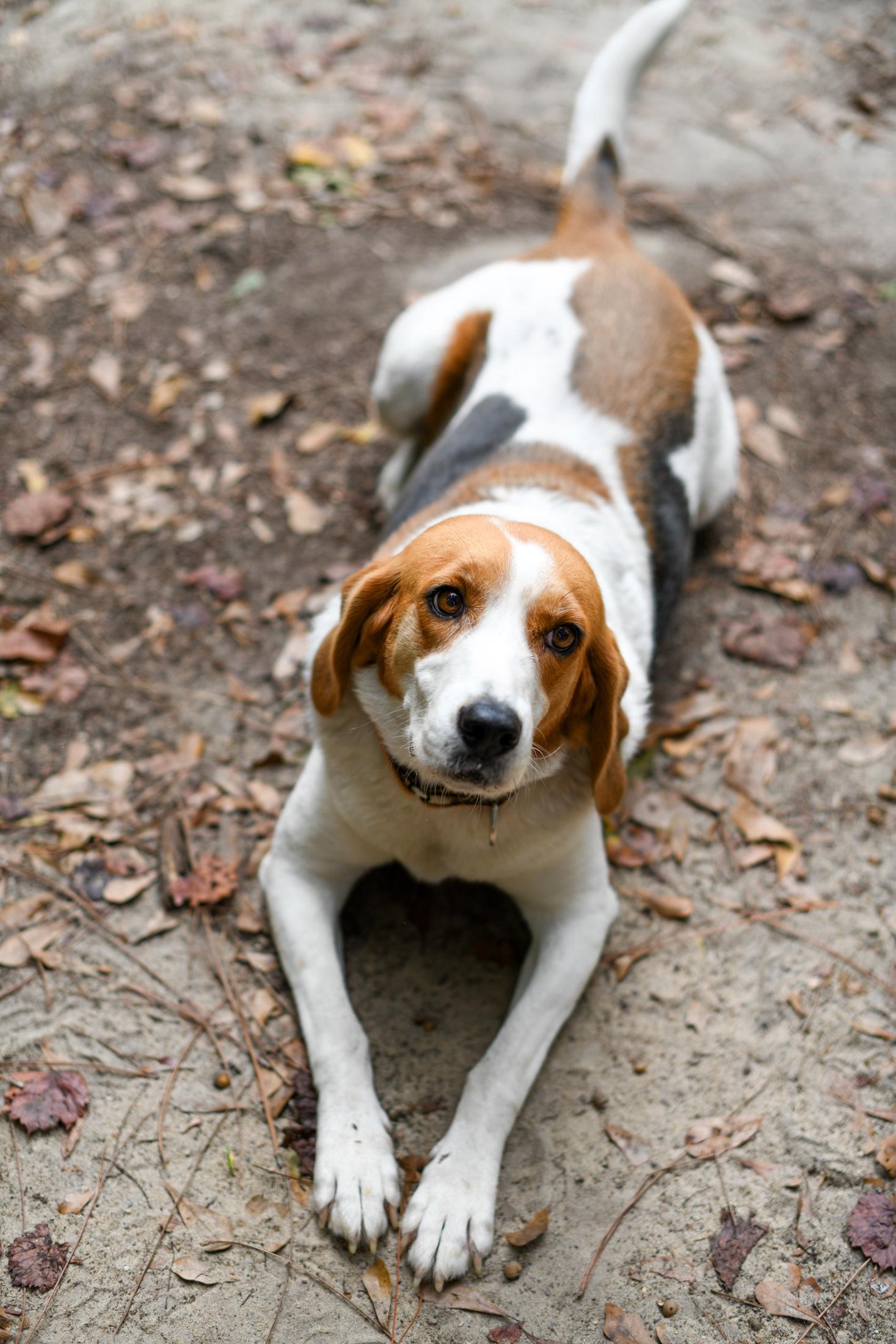 Enlarge Sally (Available in Florida), a Adoptable mixed breed in BONIFAY, FL image 1/6