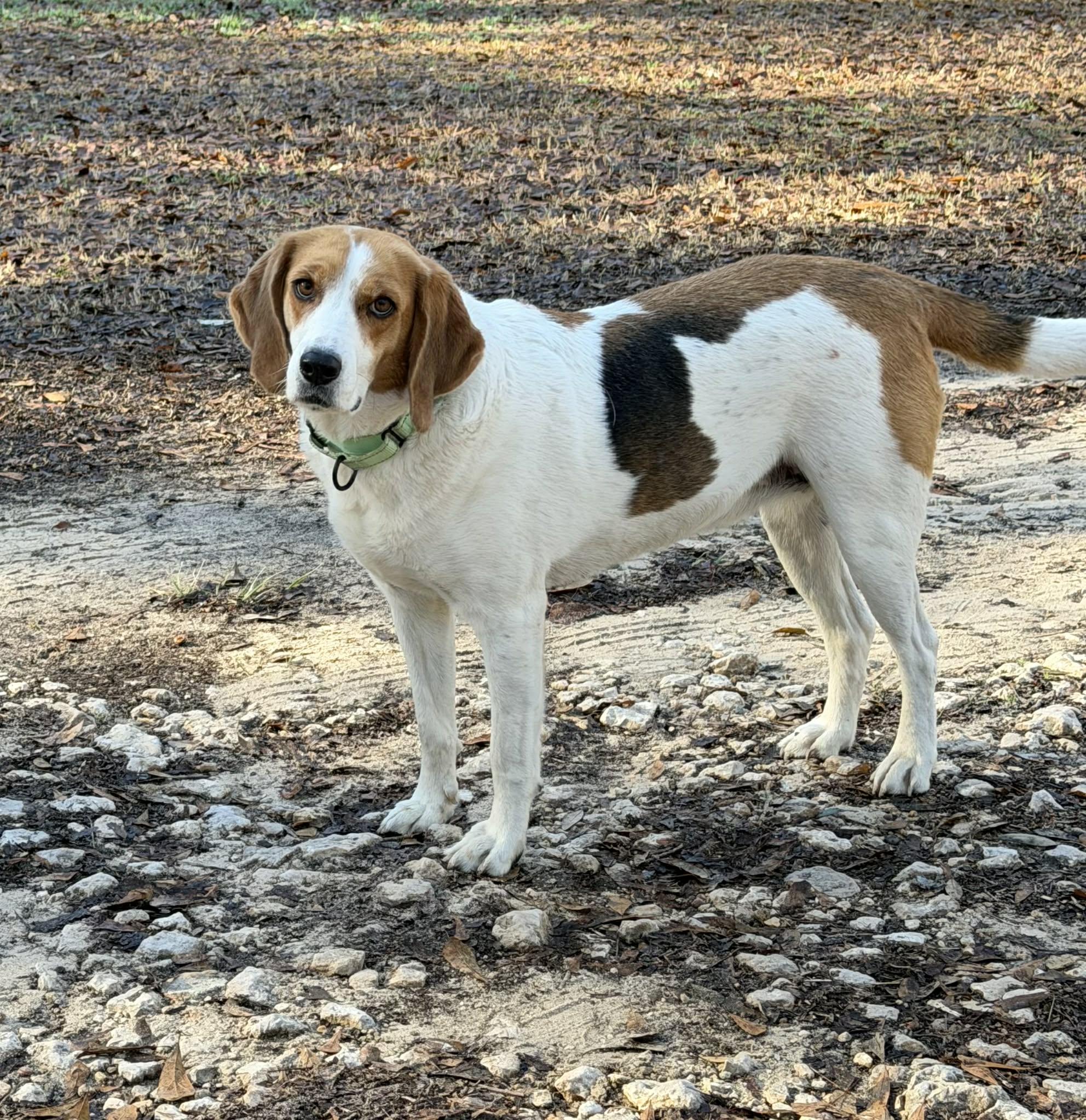 Enlarge Sally (Available in Florida), a Adoptable mixed breed in BONIFAY, FL image 6/6