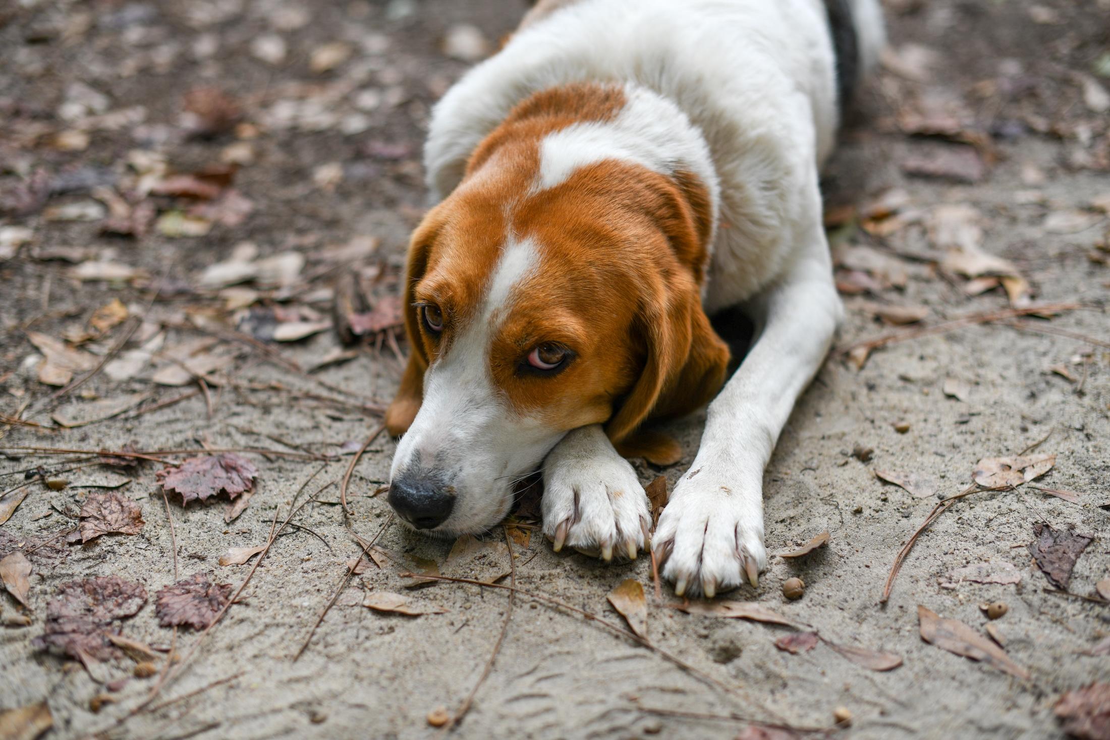 Enlarge Sally (Available in Florida), a Adoptable mixed breed in BONIFAY, FL image 6/6