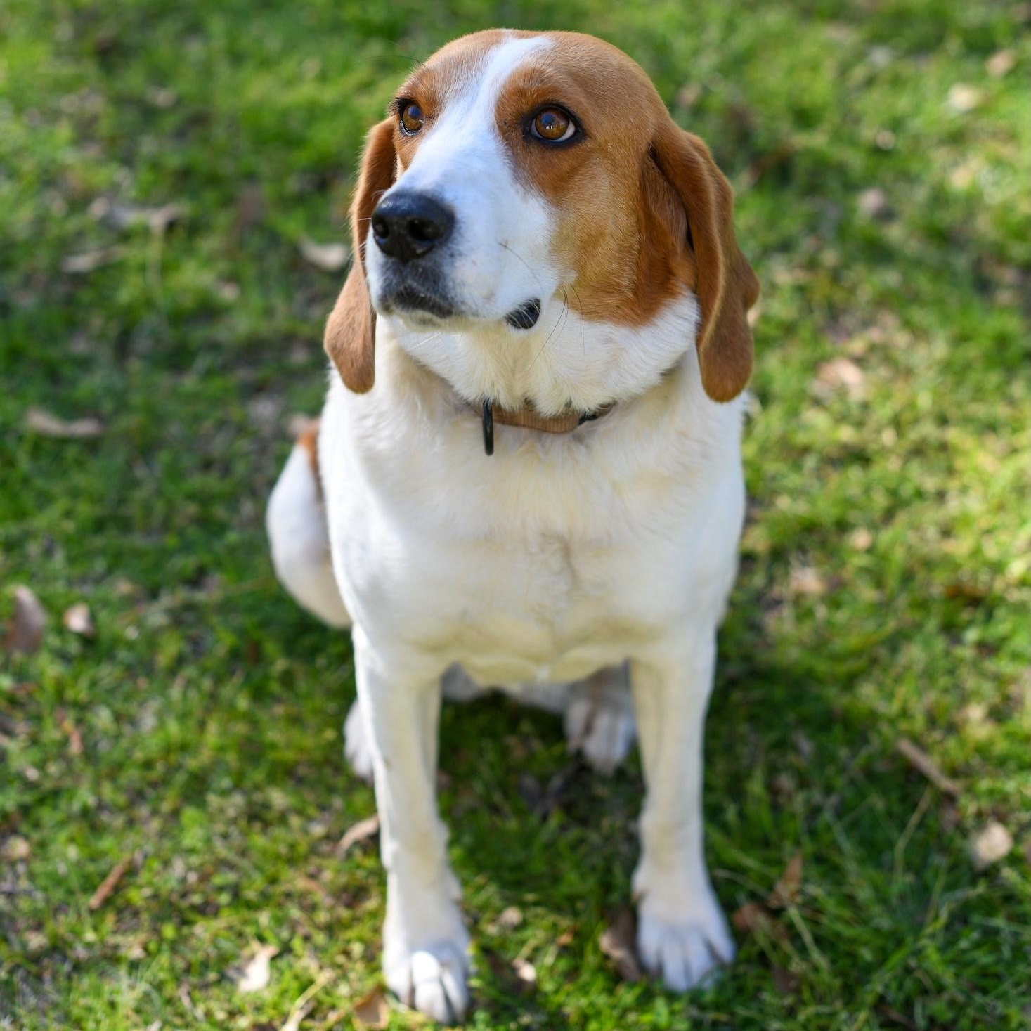 Sally (Available in Florida), a Adoptable mixed breed in BONIFAY, FL image 3/6