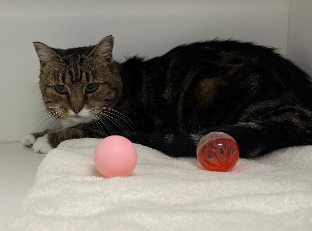 Enlarge Missy, a Adoptable American Shorthair in Greenfield, IN image 1/1