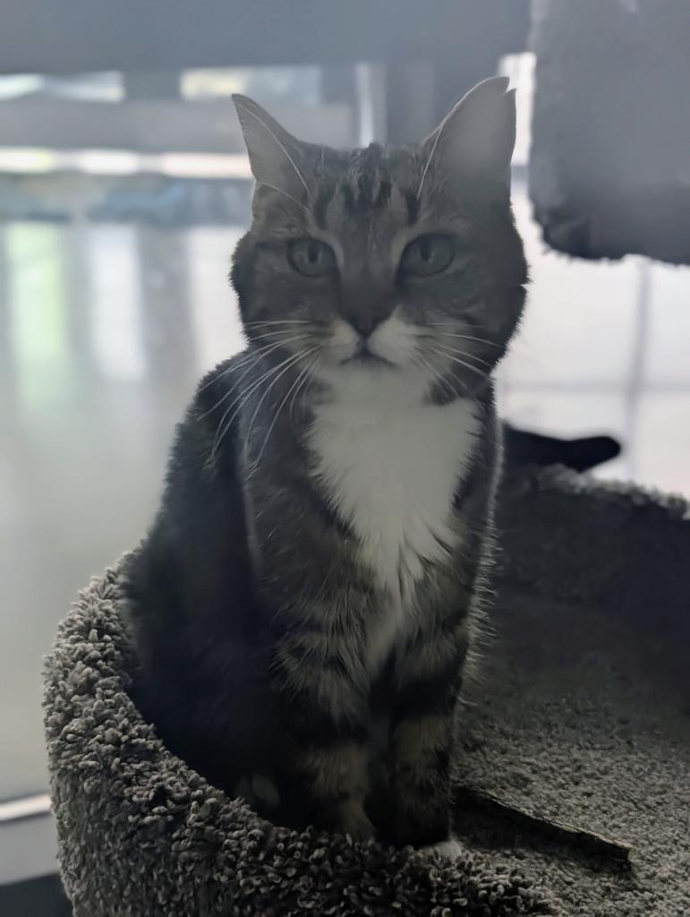 Missy, a Adoptable American Shorthair in Greenfield, IN image 2/2