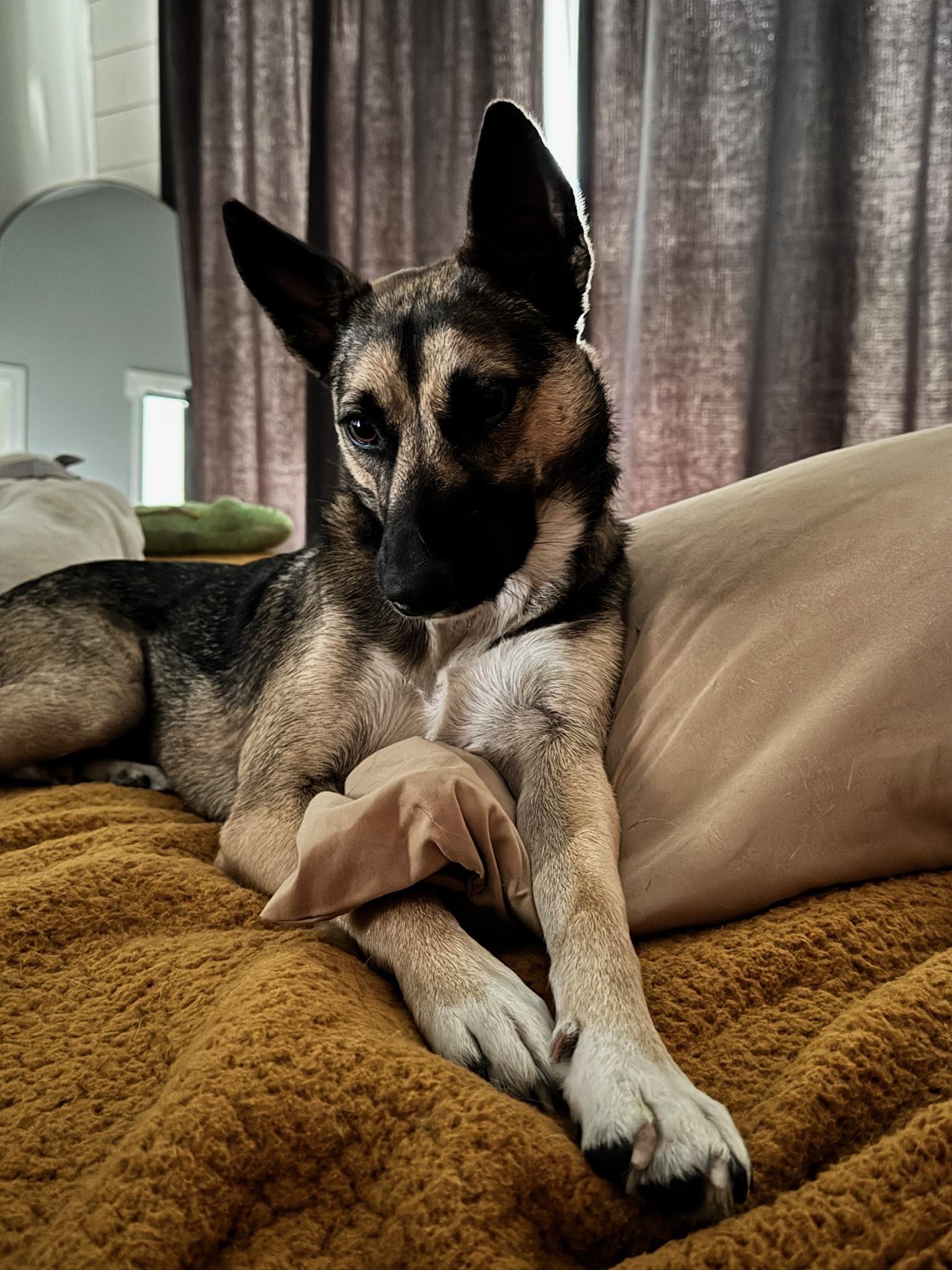 Espresso, a Adoptable mixed breed in Austin, TX image 1/5