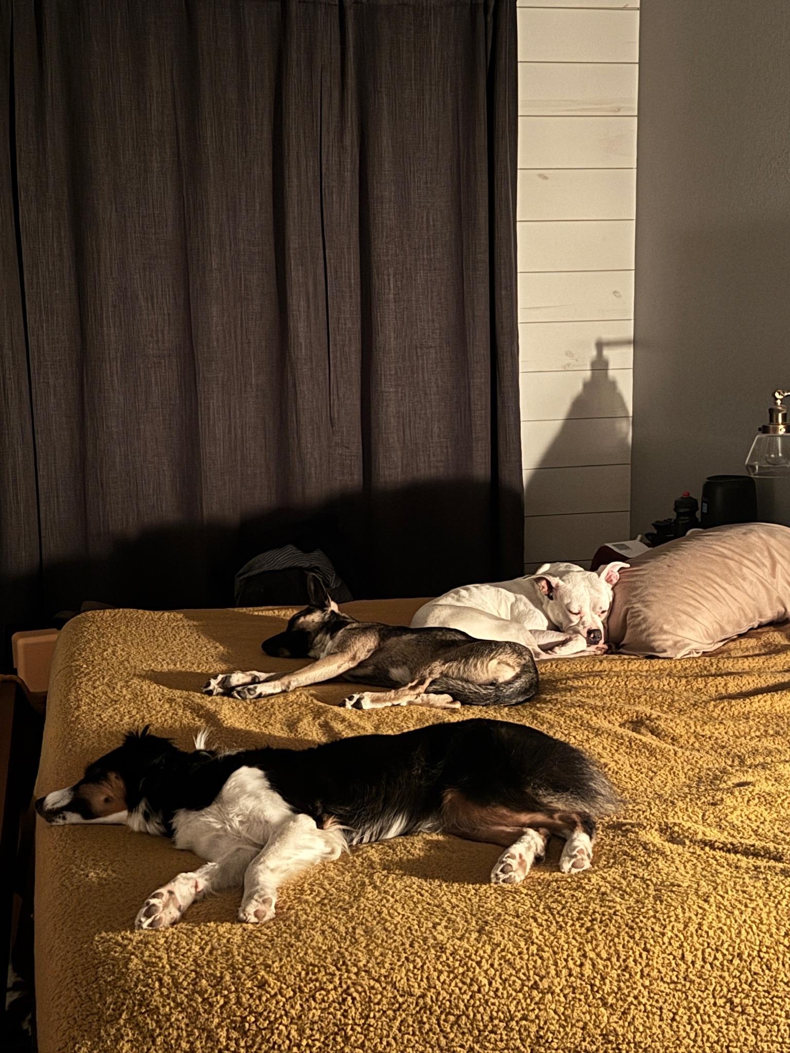 Espresso, a Adoptable mixed breed in Austin, TX image 3/5