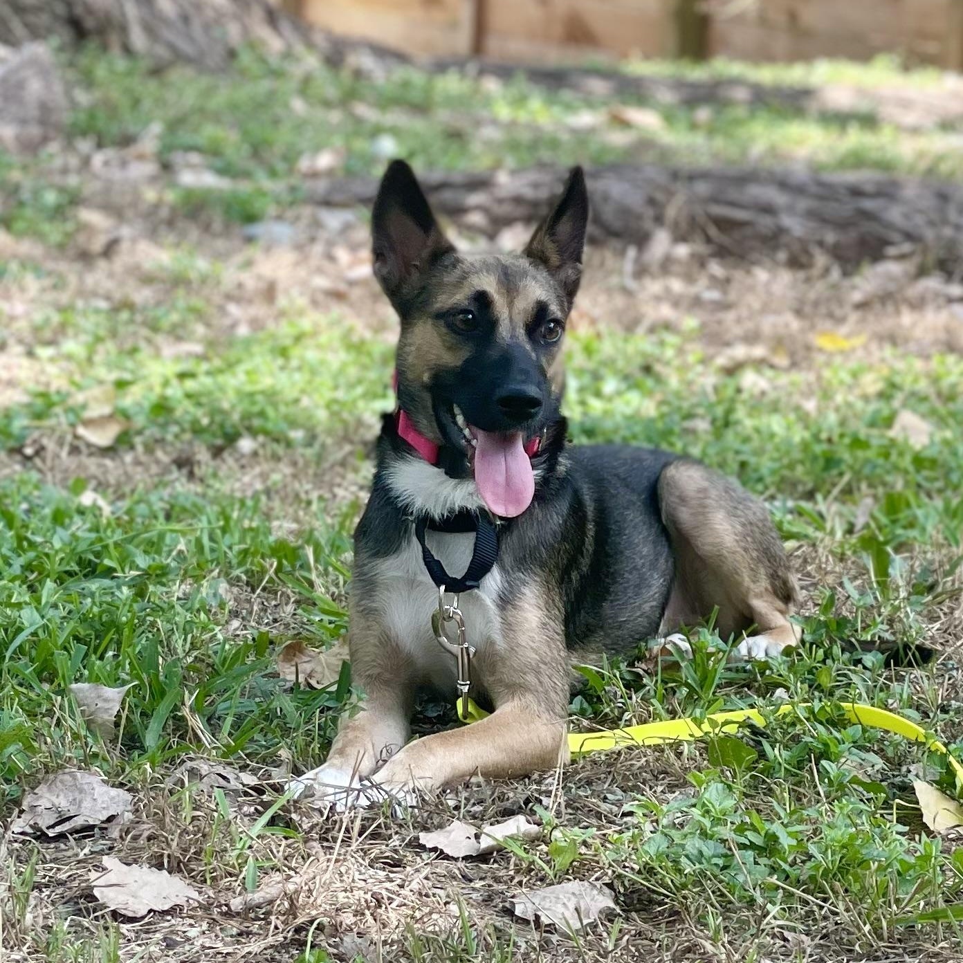 Espresso, a Adoptable mixed breed in Austin, TX image 2/5