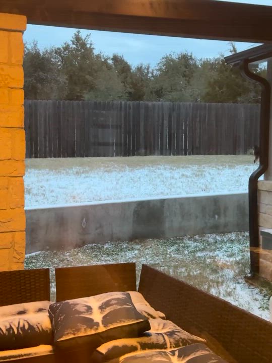 Enlarge Espresso, a Adoptable mixed breed in Austin, TX video 5/5