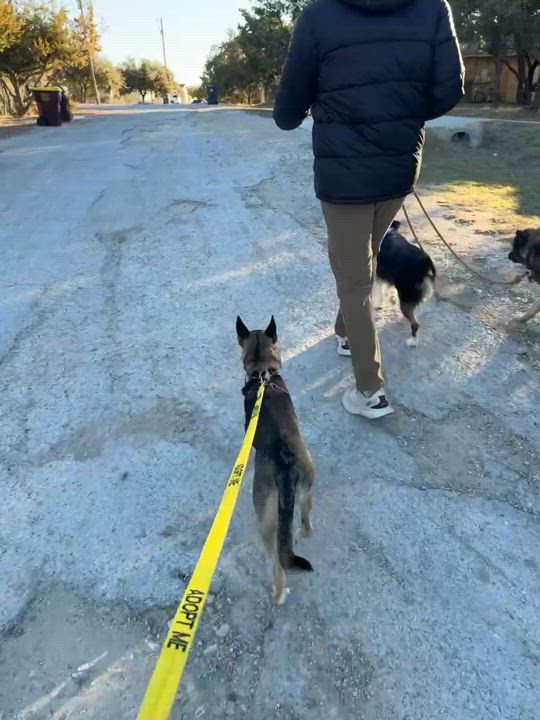 Enlarge Espresso, a Adoptable mixed breed in Austin, TX video 4/5