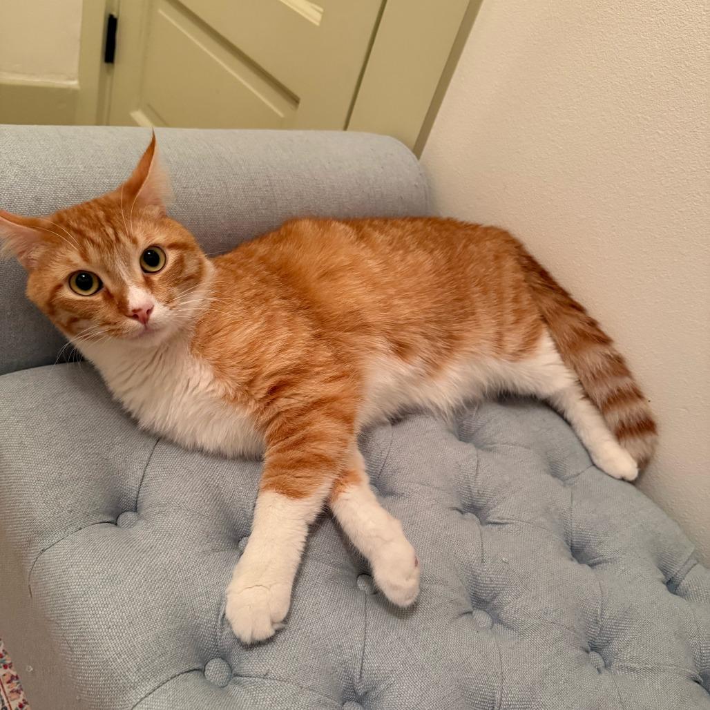 Vinny, Adoptable, Adult Male Domestic Short Hair.