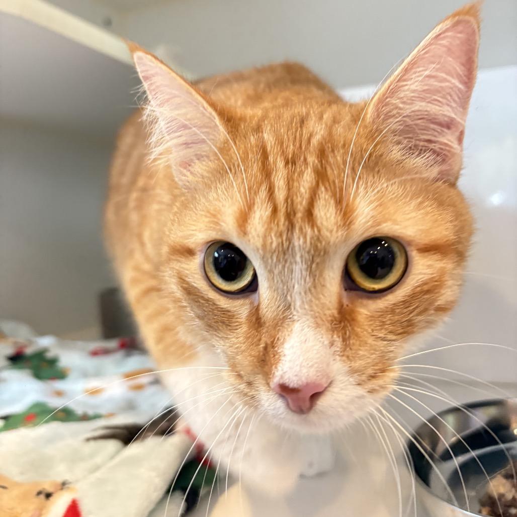 Vinny, Adoptable, Adult Male Domestic Medium Hair.