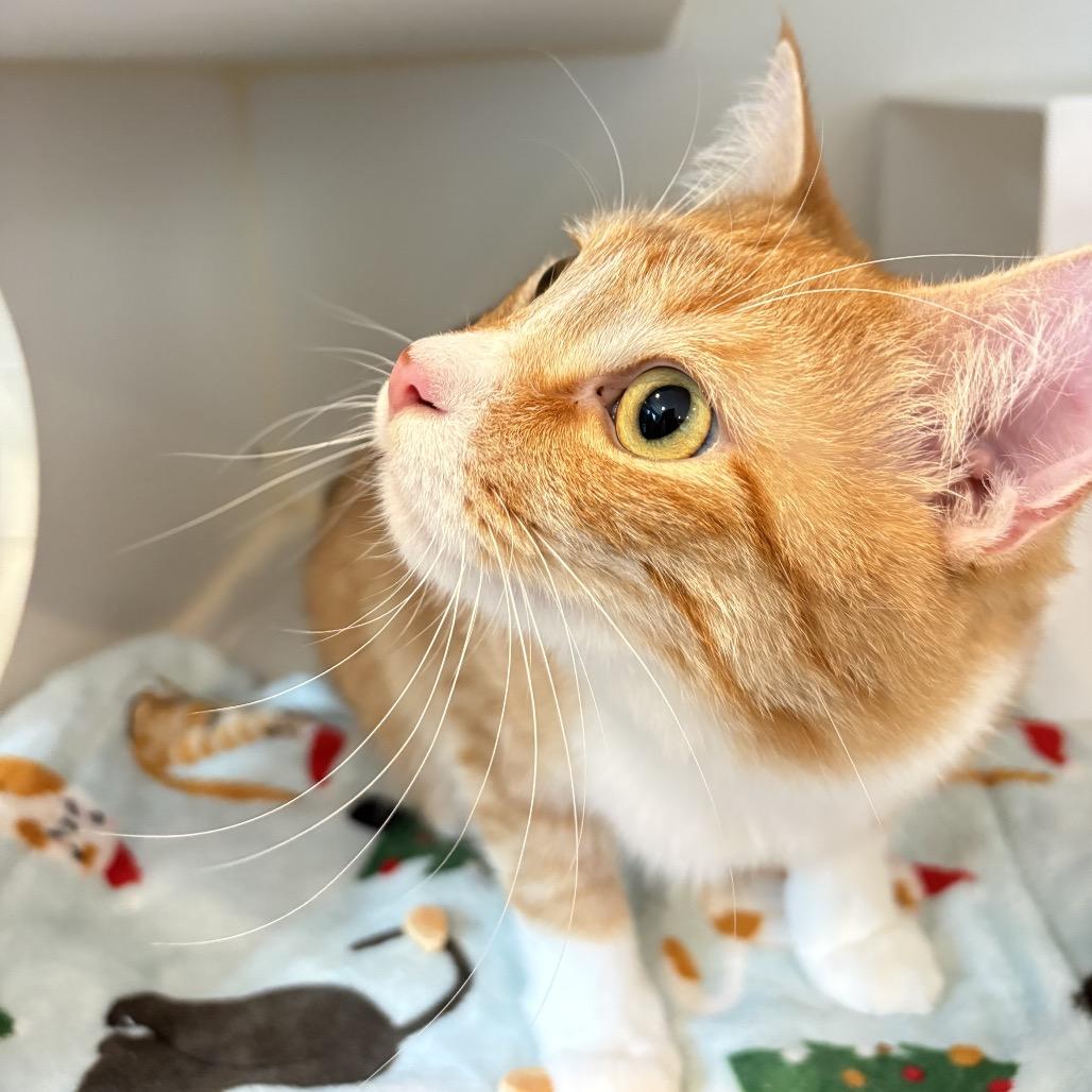 Enlarge Vinny, a Adoptable Domestic Medium Hair in Los Angeles, CA image 2/5