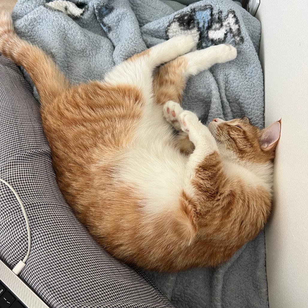 Enlarge Vinny, a Adoptable Domestic Short Hair in Los Angeles, CA image 3/6