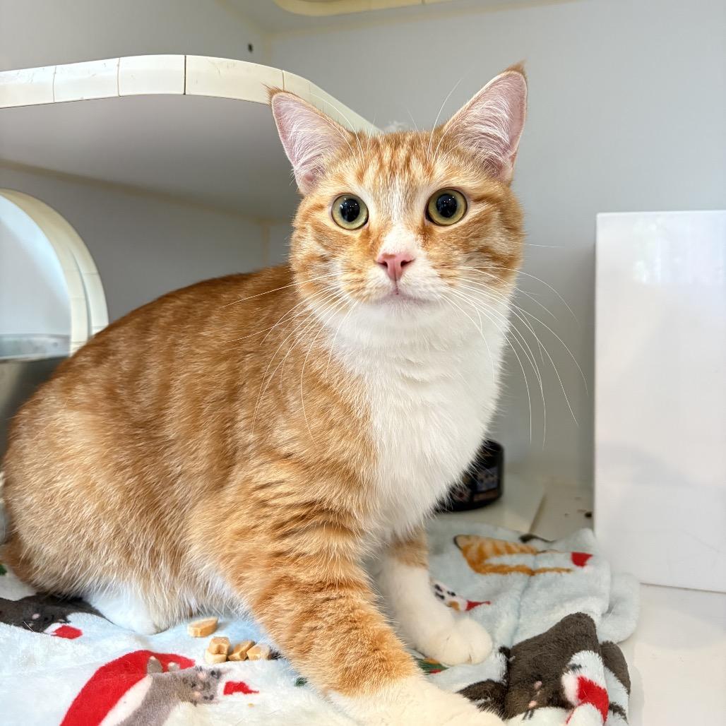 Enlarge Vinny, a Adoptable Domestic Medium Hair in Los Angeles, CA image 3/5