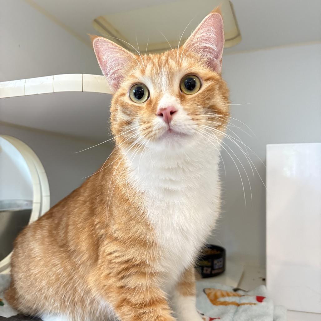 Enlarge Vinny, a Adoptable Domestic Medium Hair in Los Angeles, CA image 4/5