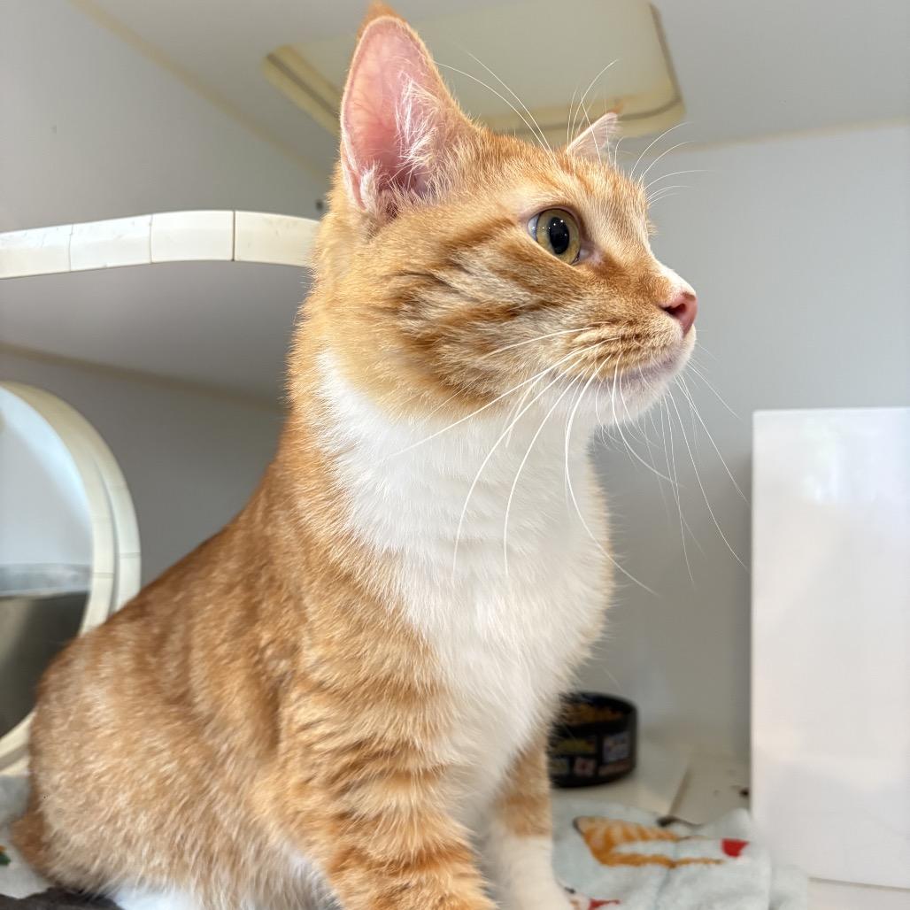 Enlarge Vinny, a Adoptable Domestic Medium Hair in Los Angeles, CA image 5/5