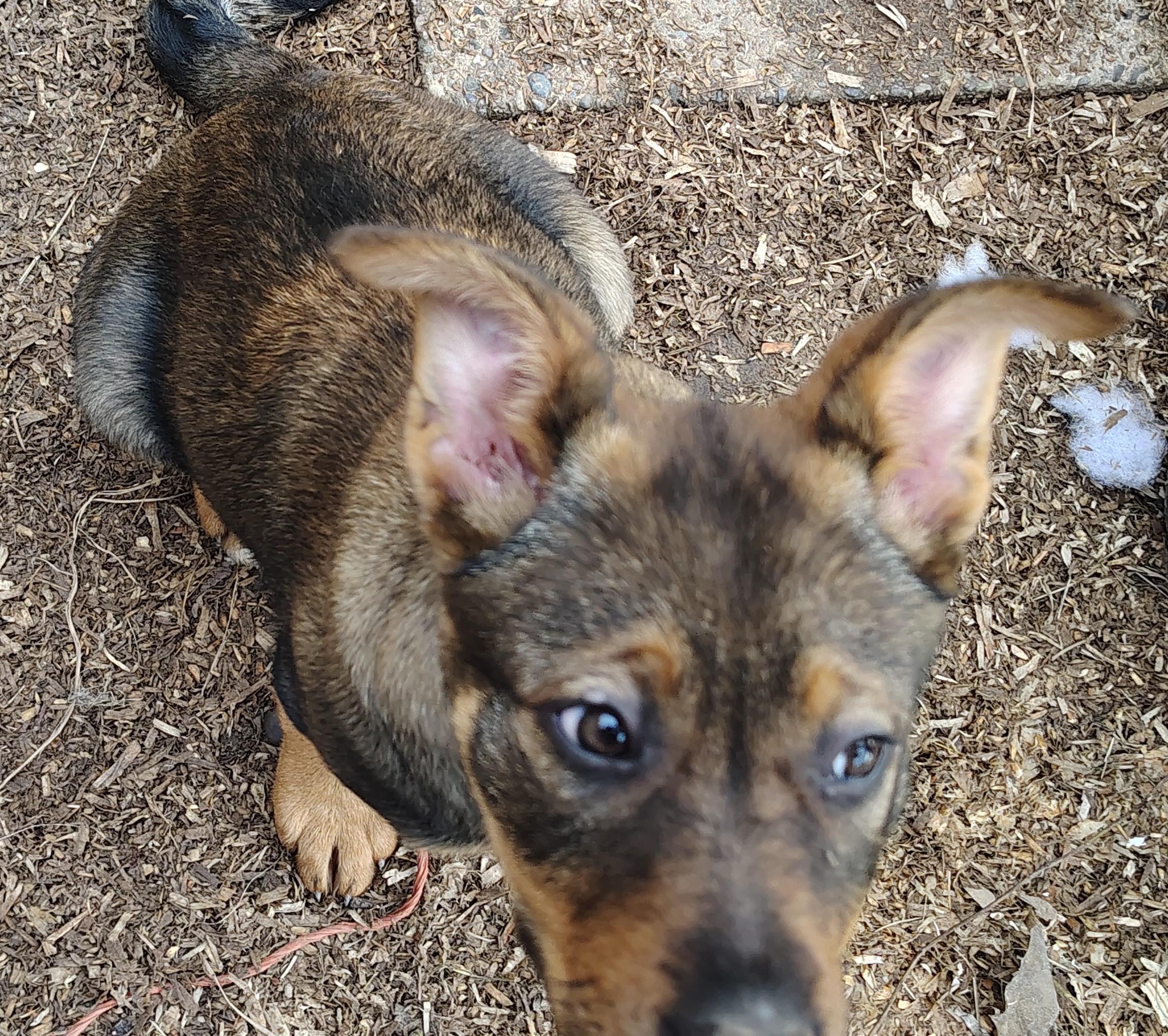 Enlarge Sasha, an adopted mixed breed in Eatonville, WA image 2/2