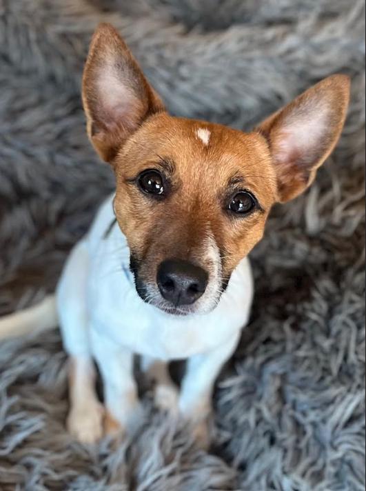 Enlarge Zip in RI, a Adoptable Jack Russell Terrier in Cranston, RI image 1/3