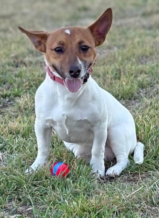 Zip in RI, Adoptable, Young Male Jack Russell Terrier.