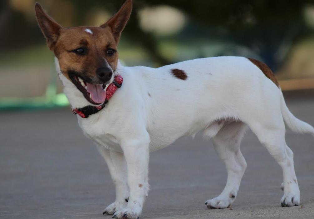 Enlarge Zip in RI, a Adoptable Jack Russell Terrier in Cranston, RI image 3/3