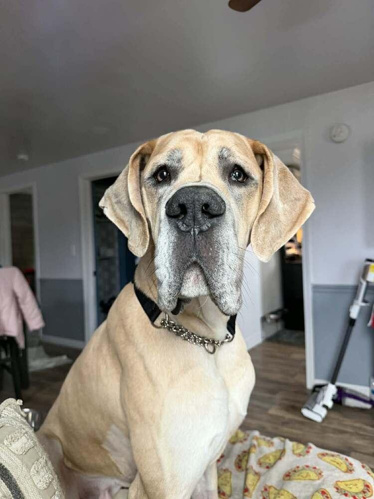 Enlarge Arlo, a Adoptable Great Dane in Wolcott, CT image 1/6