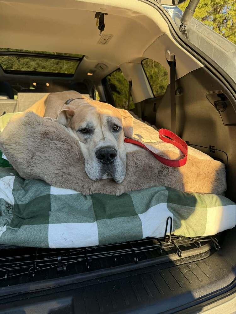Enlarge Arlo, a Adoptable Great Dane in Wolcott, CT image 4/6