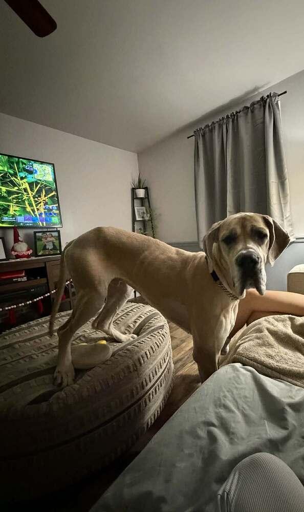 Enlarge Arlo, a Adoptable Great Dane in Wolcott, CT image 5/6