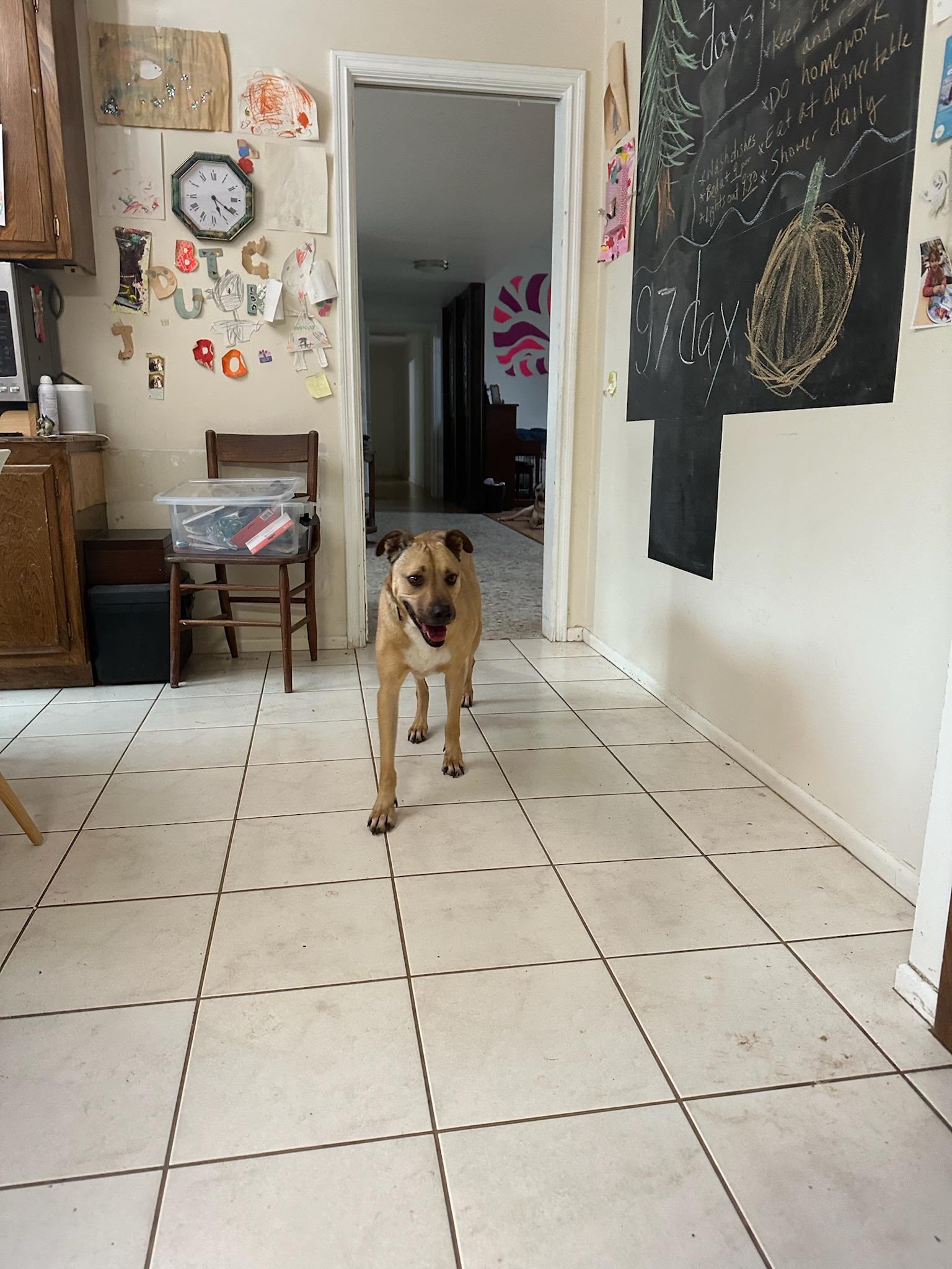 Hermosa, a Adopted mixed breed in rowland heights, CA image 1/3