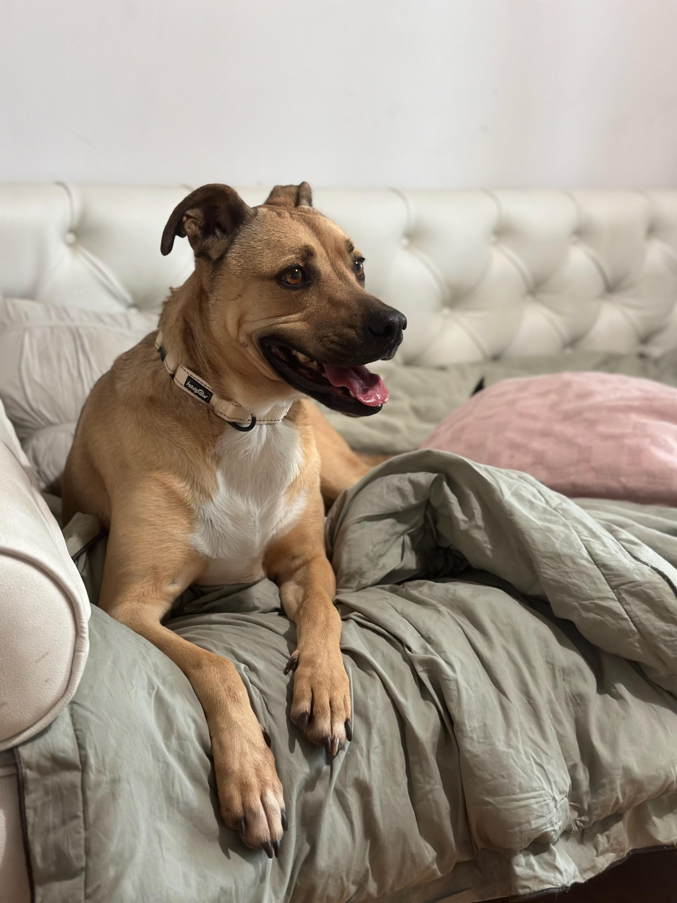 Hermosa, a Adopted mixed breed in rowland heights, CA image 2/3