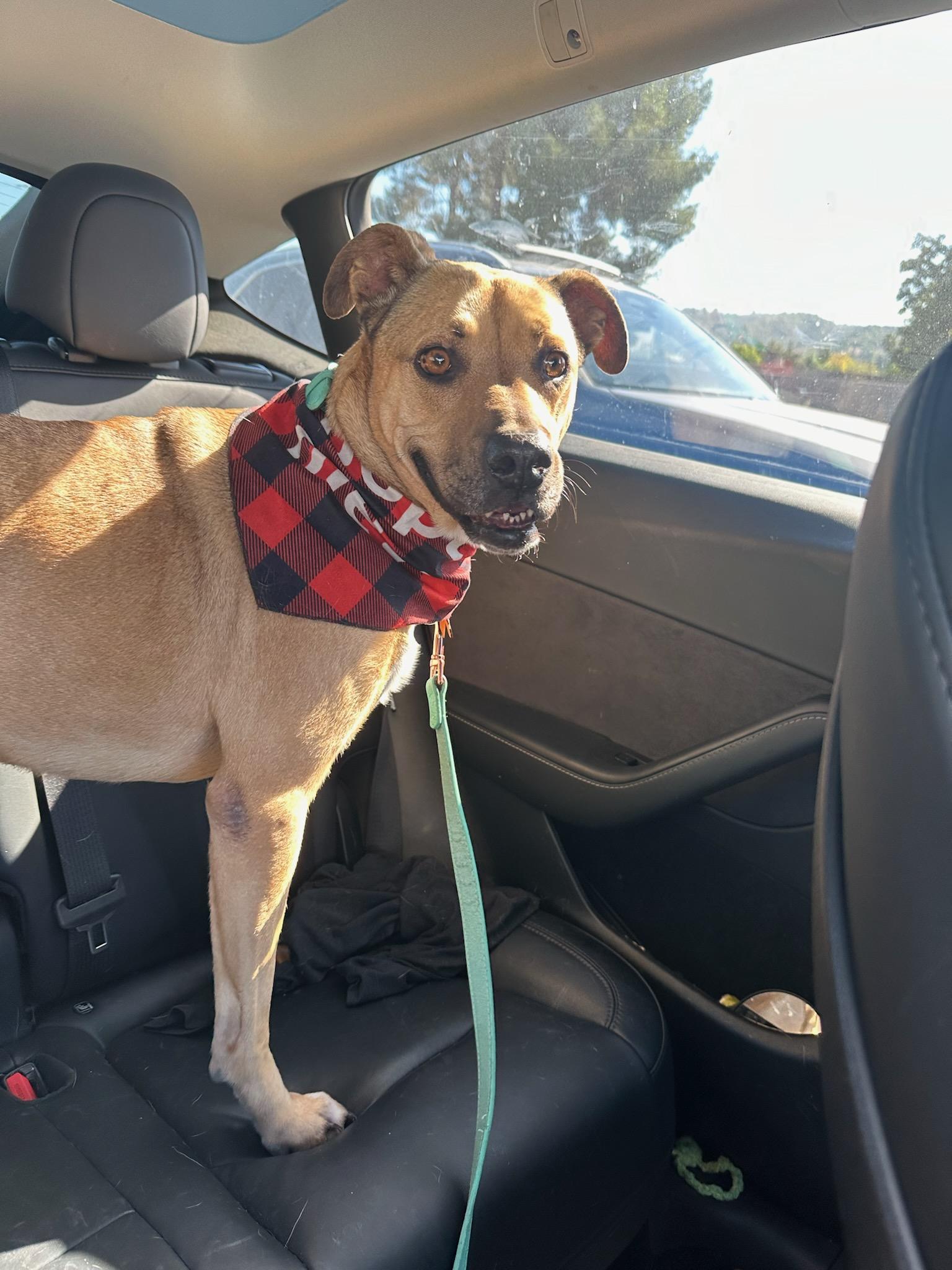 Hermosa, a Adopted mixed breed in rowland heights, CA image 3/3