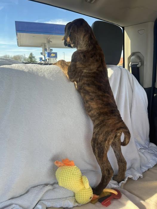 Sissy, Adopted, Young Female Hound & Mountain Cur.