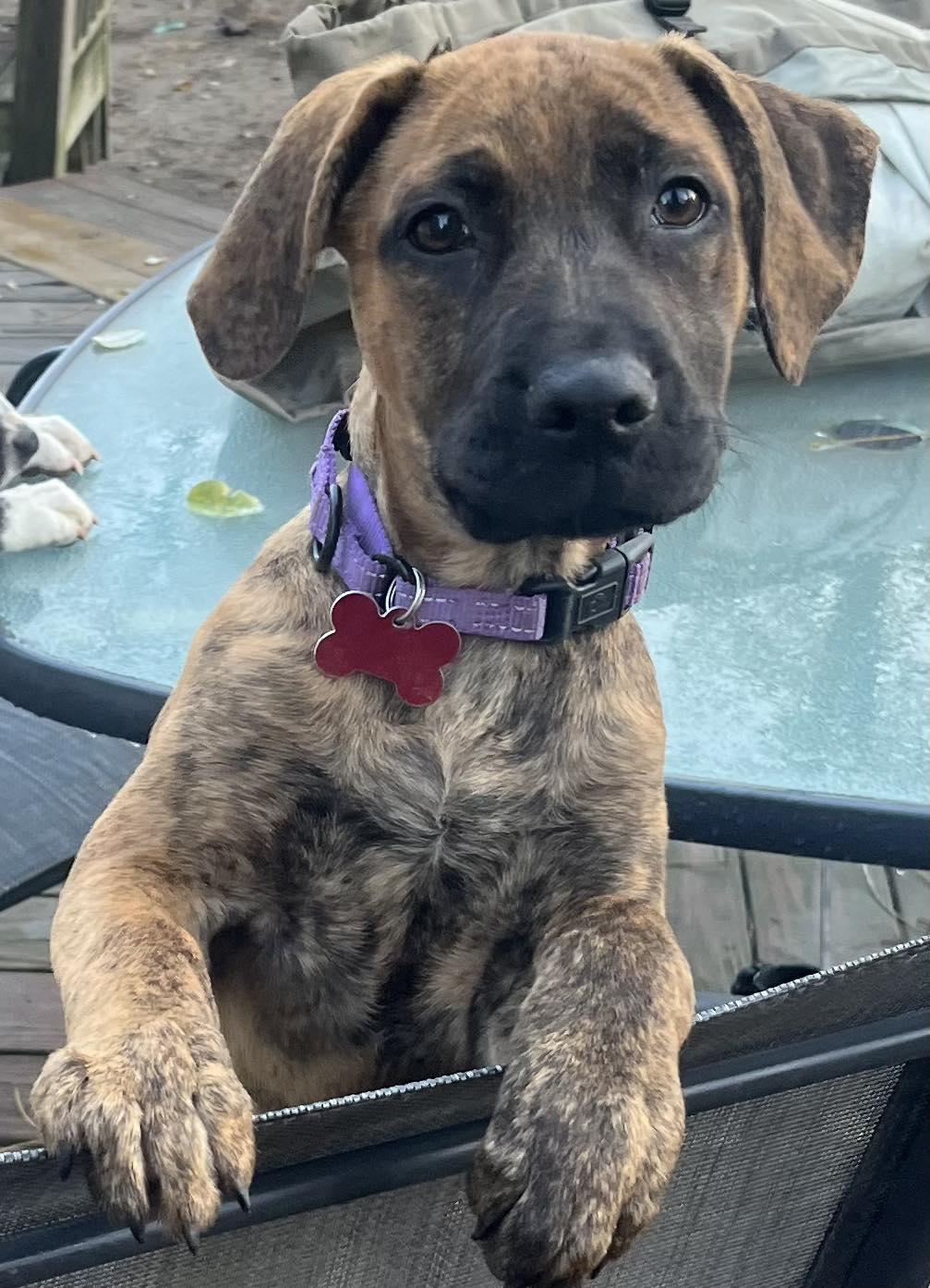 Enlarge Sissy, a Adopted mixed breed in Blackwood, NJ image 2/3