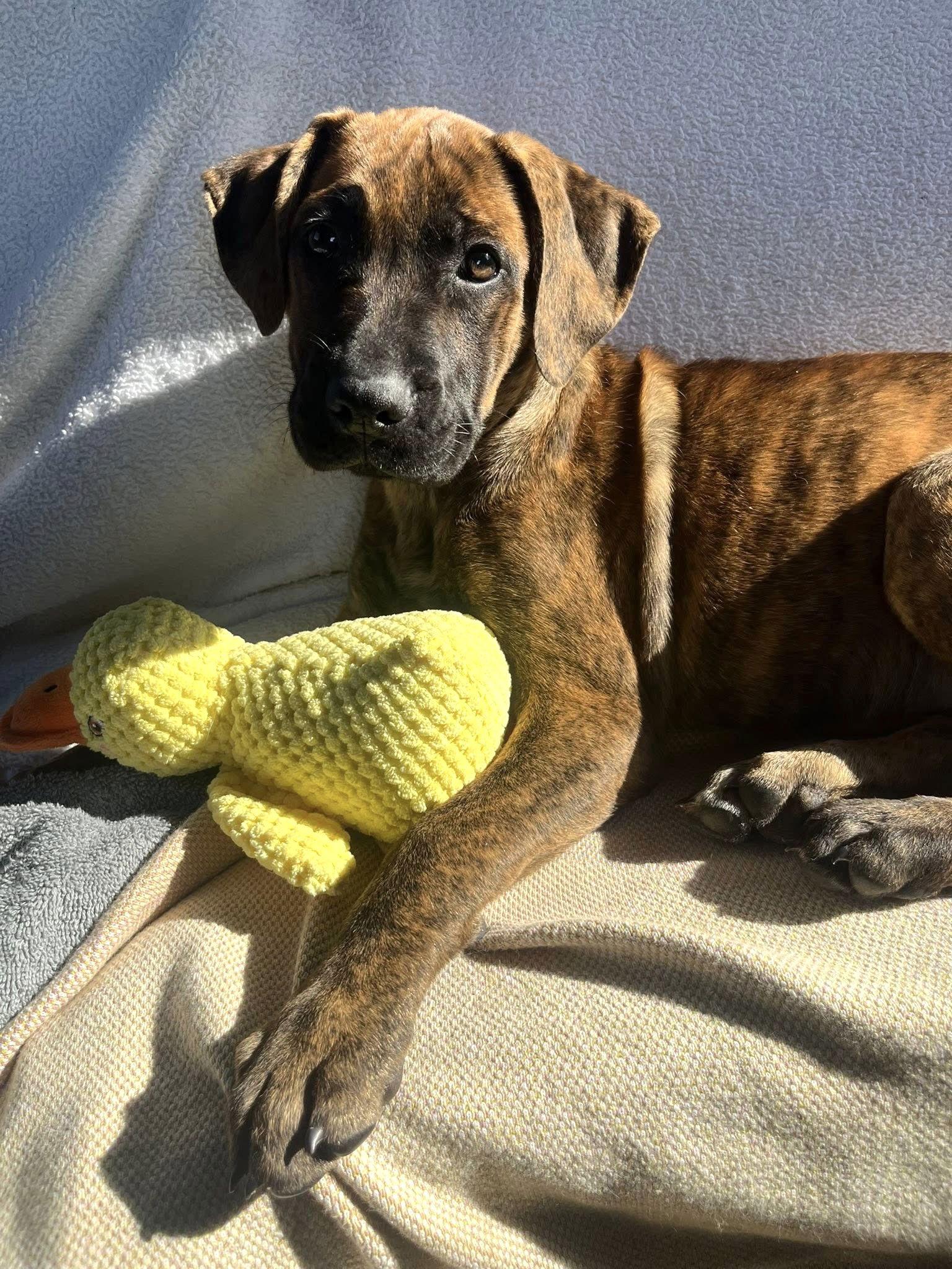 Enlarge Sissy, a Adopted mixed breed in Blackwood, NJ image 3/3