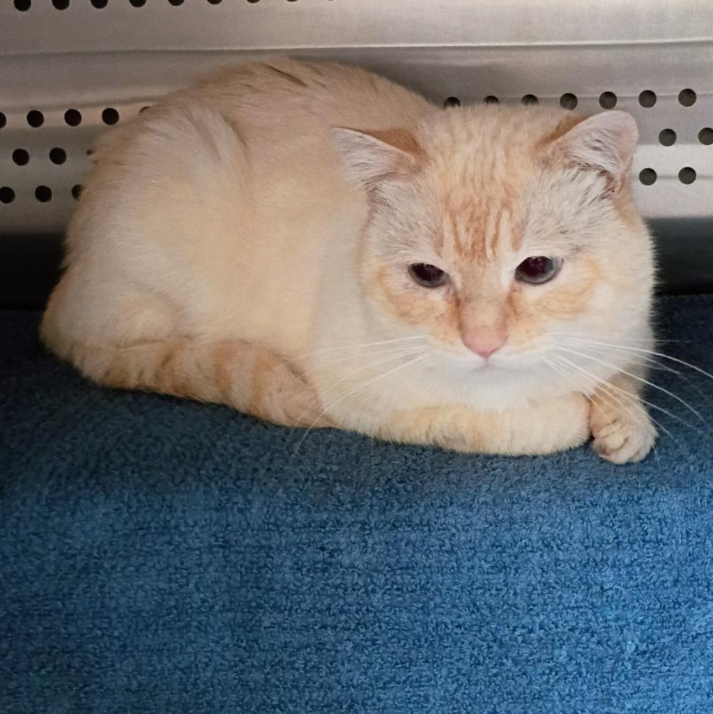 Catabunga, a Adoptable mixed breed in Hyde Park, NY image 1/2