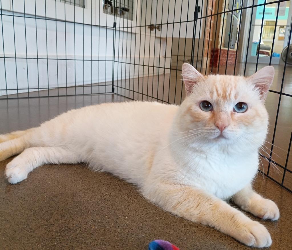 Catabunga, a Adoptable mixed breed in Hyde Park, NY image 2/2